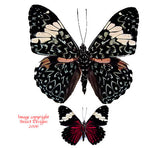 Hamadryas amphinome (Peru)